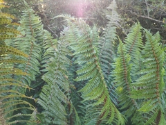 Polystichum vestitum