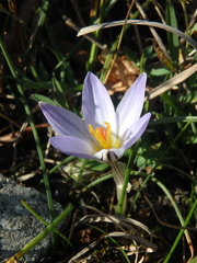 Crocus reticulatus
