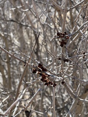 Forestiera pubescens pubescens