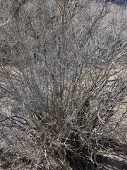 Forestiera pubescens pubescens