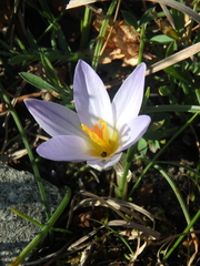 Crocus reticulatus