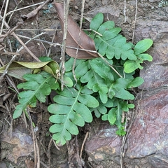 Polypodium