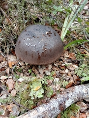 Tylopilus formosus