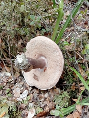 Tylopilus formosus