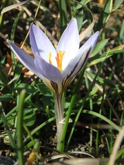 Crocus reticulatus