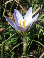 Crocus reticulatus