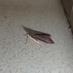 Uresiphita ornithopteralis