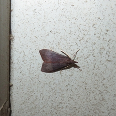 Uresiphita ornithopteralis