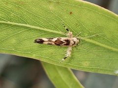 Stathmopoda melanochra