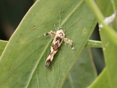 Stathmopoda melanochra