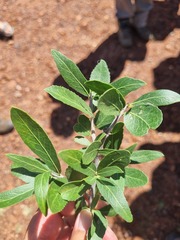 Elaeodendron transvaalense