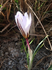 Crocus reticulatus