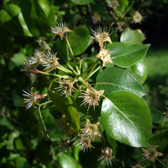 Pyrus communis pyraster