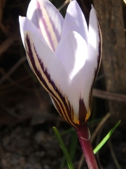 Crocus reticulatus