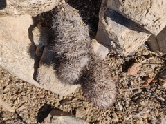 Escobaria alversonii