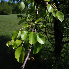 Pyrus communis pyraster