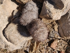 Escobaria alversonii