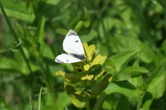 Anthocharis damone eunomia