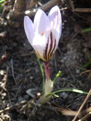 Crocus reticulatus