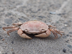 Hemigrapsus crenulatus