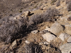 Escobaria alversonii