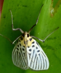 Tyspanodes hypsalis