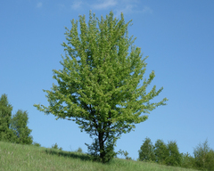 Pyrus communis pyraster