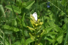 Anthocharis damone eunomia