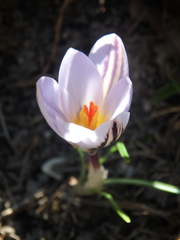 Crocus reticulatus