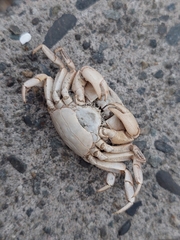 Hemigrapsus crenulatus