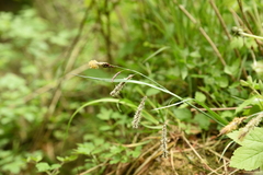 Carex flacca
