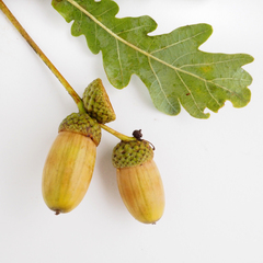 Quercus robur