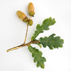 Quercus robur