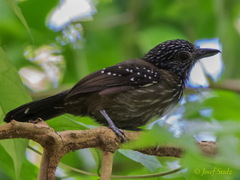 Thamnophilus bridgesi