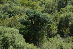 Cussonia transvaalensis