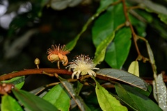 Boschia griffithii