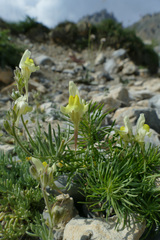 Linaria supina