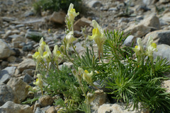 Linaria supina