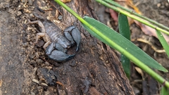 Hormurus