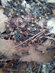 Dolichoderus doriae