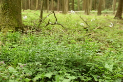 Cardamine bulbifera