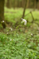 Cardamine bulbifera