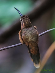 Phaethornis striigularis