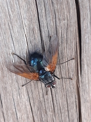 Chetogaster violacea-viridis