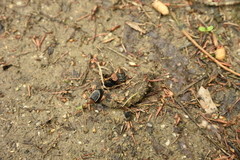 Oiceoptoma thoracicum