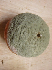 Penicillium digitatum