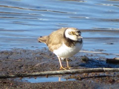Charadrius dubius