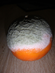 Penicillium digitatum
