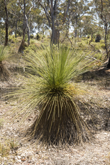 Xanthorrhoea drummondii