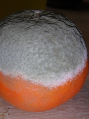 Penicillium digitatum